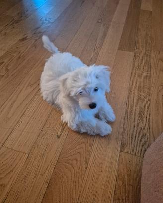 Maltese
