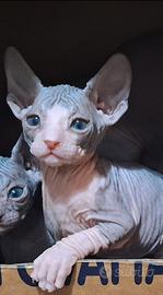 Splendidi Sphynx