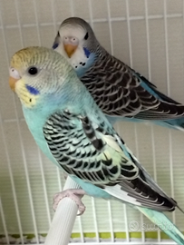 Cocorite giovani pappagallini