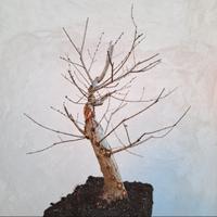 olmo prebonsai 