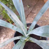 Agave tequilana Pianta grassa succulenta