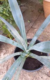 Agave tequilana Pianta grassa succulenta