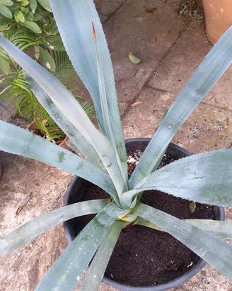 Agave tequilana Pianta grassa succulenta