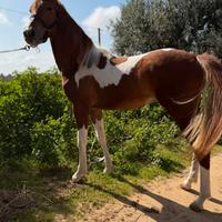 Puledri e cavalli di tutte le razze