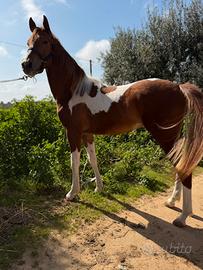 Puledri e cavalli di tutte le razze