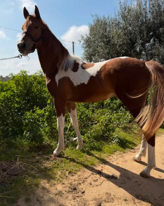 Puledri e cavalli di tutte le razze