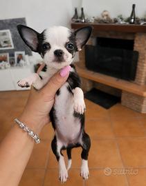 Chihuahua mini toy femmina