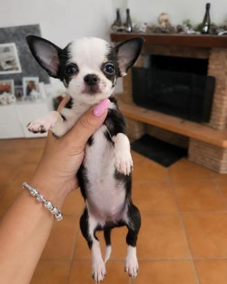 Chihuahua mini toy femmina