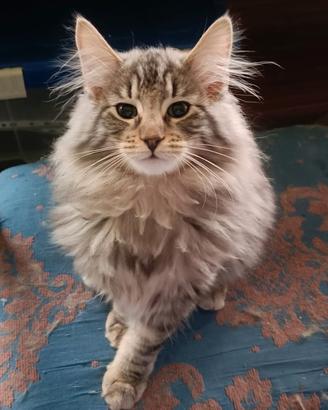 Cuccioli gatti Norvegesi