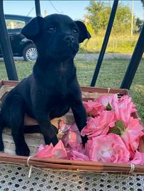 Cucciolo maschio due mesi