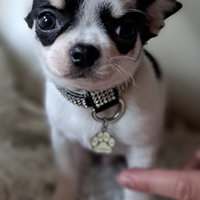 Maschietti chihuahua