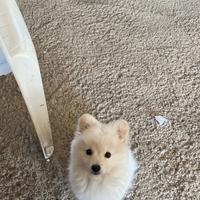 Volpino di Pomerania