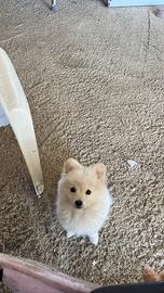 Volpino di Pomerania