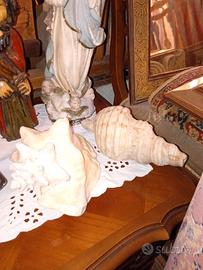 coppia di conchiglie giganti 