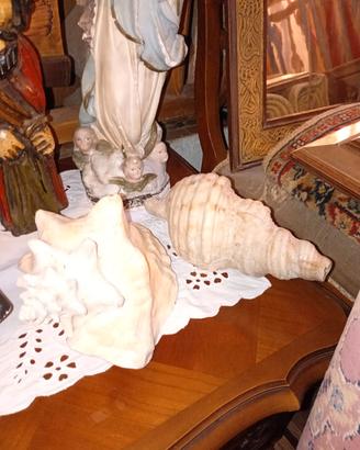 coppia di conchiglie giganti 