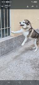 Alaskan malamute