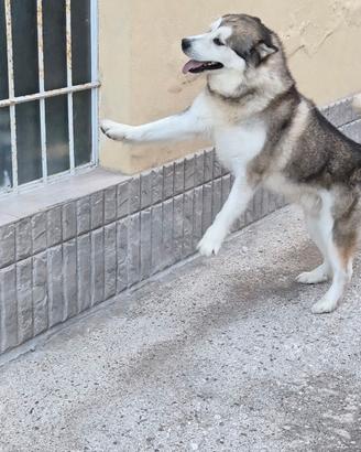 Alaskan malamute