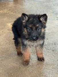 Cucciolo di pastore tedesco
