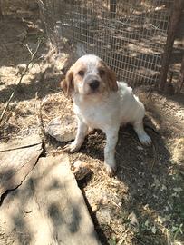 cucciolo di breton