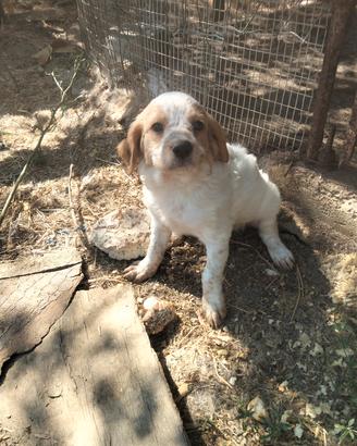 cucciolo di breton