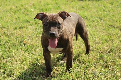 Cucciola Pit Bull con pedigree anche a rate