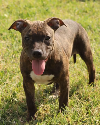 Cucciola Pit Bull con pedigree anche a rate