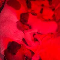 Jack russell