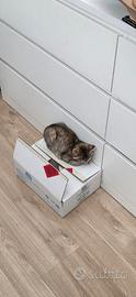 Gatto 3 mesi femmina