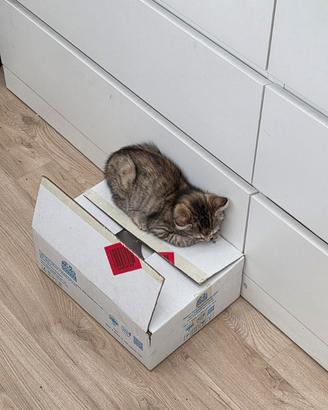 Gatto 3 mesi femmina