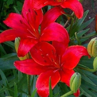 Badante / donna di compania