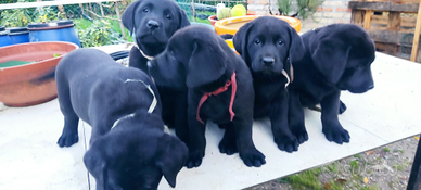 Cuccioli di labrador retriver