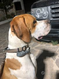 Cuccioli pointer inglese bianco arancio