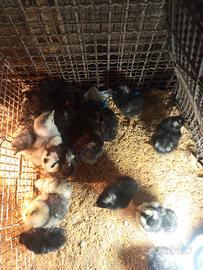 Pulcini di marans ponix e brama pernciato