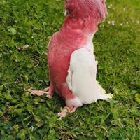 Cacatua Rosecapilla Lutino allevato a mano