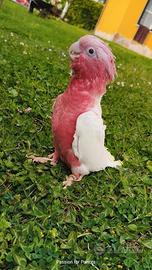 Cacatua Rosecapilla Lutino allevato a mano