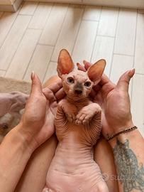 Sphynx cuccioli