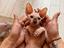Immagine 1