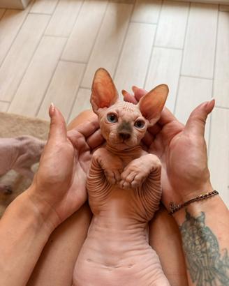 Sphynx cuccioli
