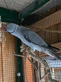 Pappagalli coppie e non