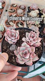 echeveria moon Goddess