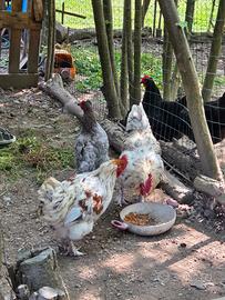 Galline