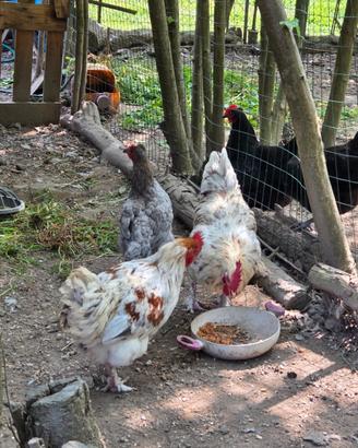 Galline