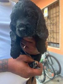 Cocker spaniel