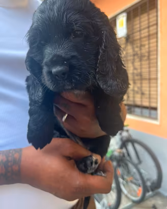 Cocker spaniel