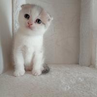 Cucciolo/a di Scottish fold
