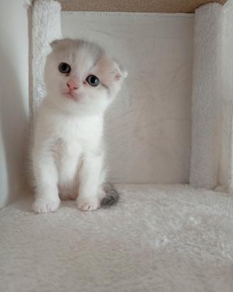 Cucciolo/a di Scottish fold