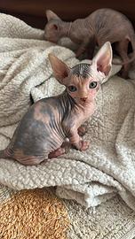 Sphynx