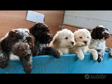 Lagotto Romagnolo 