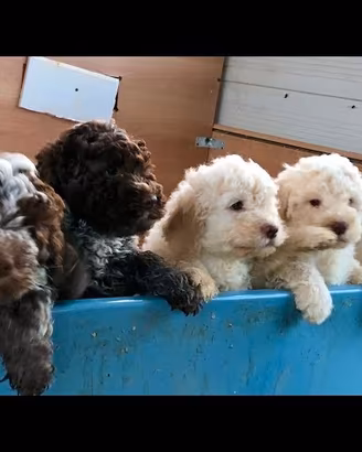 Lagotto Romagnolo 