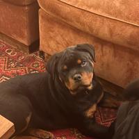 Cucciolo Rottweiler con Pedigree Enci